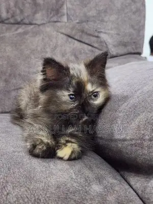 Persian cat