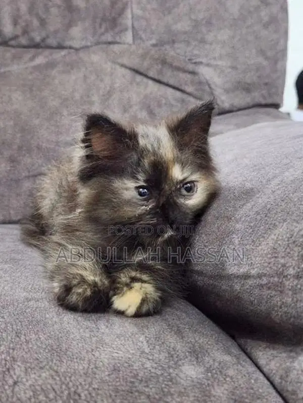 Persian cat