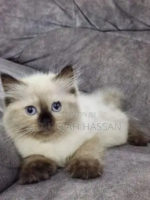 Persian cat