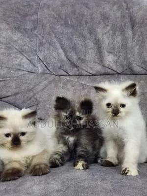 Persian cat