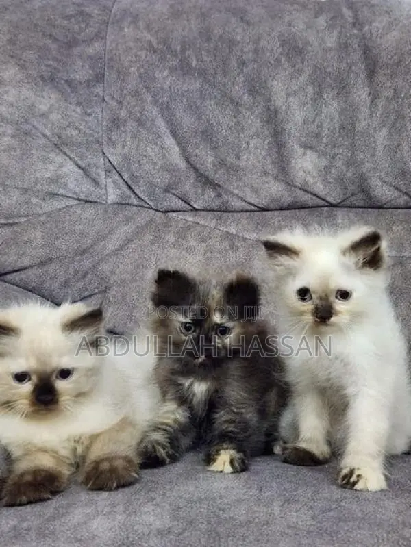 Persian cat