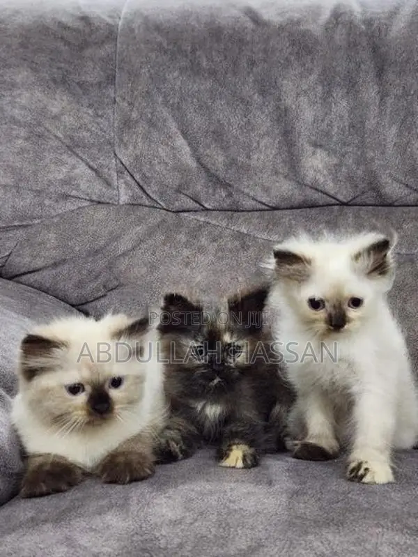 Persian cat
