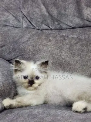 Persian cat