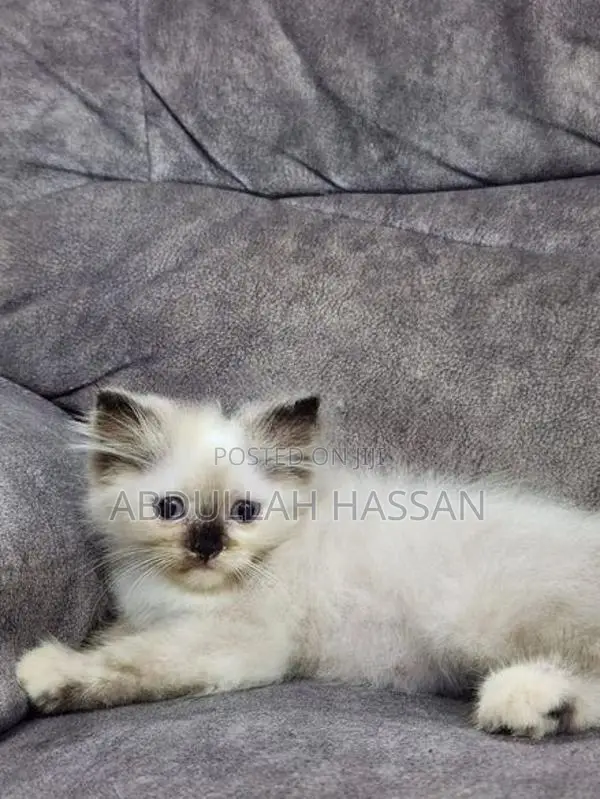 Persian cat