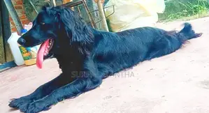 Cocker Spaniel Dog