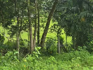 Land for Sale Pitipana