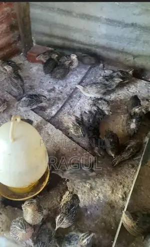 காடைக் கோழி