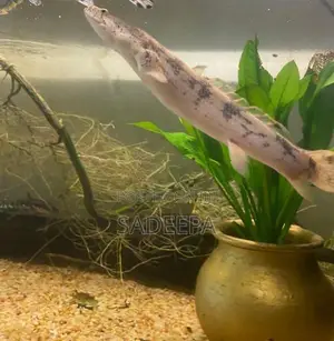 Fish with Tank