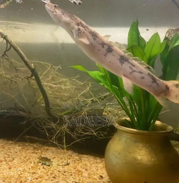 Fish with Tank