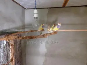 Gouldian Finches