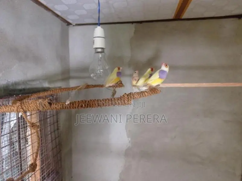 Gouldian Finches