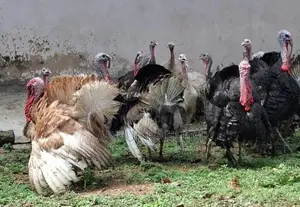 Turkey Chicken