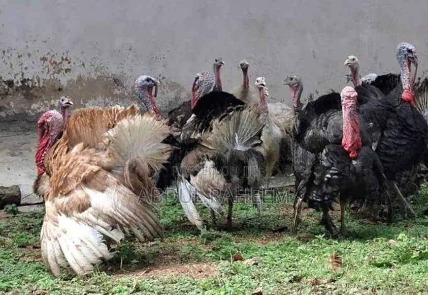 Turkey Chicken