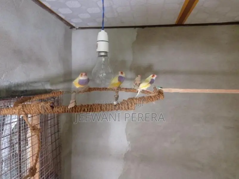 Gouldian Finches