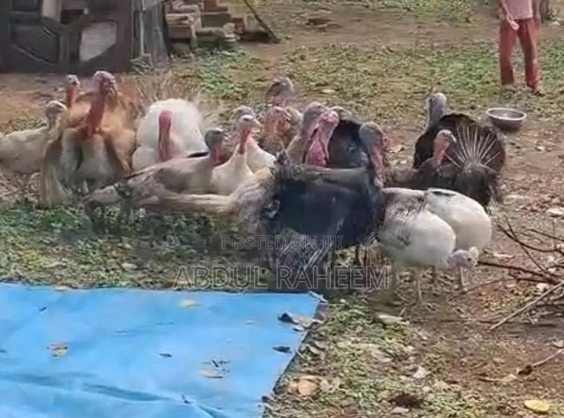 Turkey Chicken