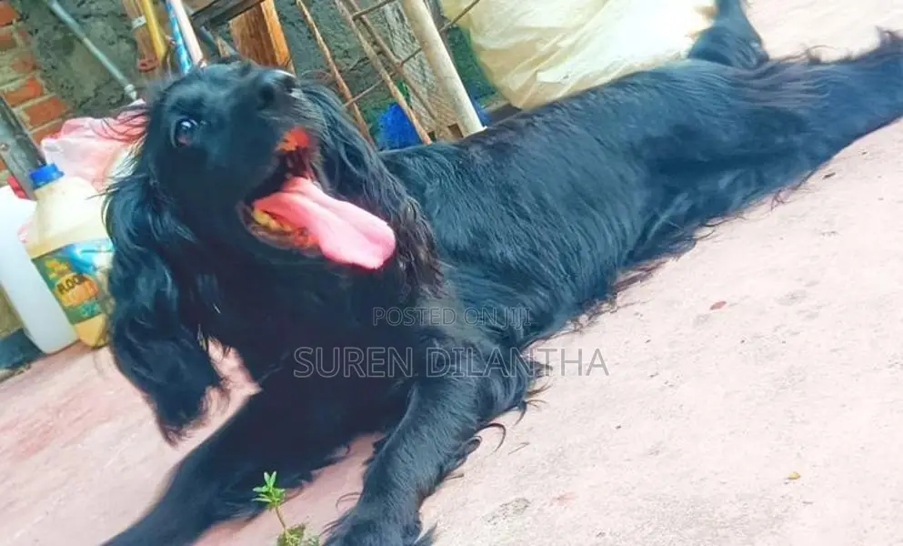 Cocker Spaniel Dog