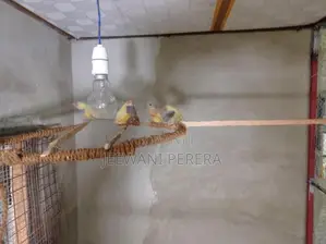 Gouldian Finches
