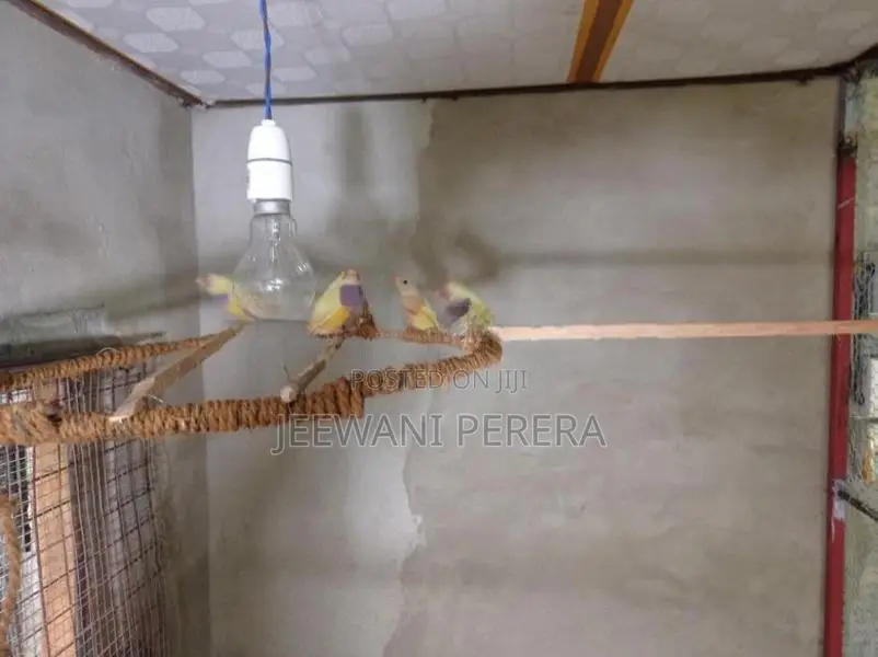 Gouldian Finches
