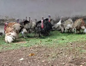 Turkey Chicken