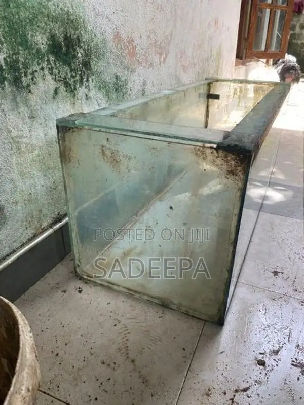 Fish with Tank