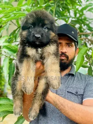German Shepherd Long Coat Puppies