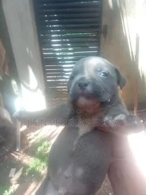 American Bully Puppy