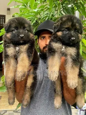 German Shepherd Long Coat Puppies
