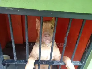 American Bully Puppy