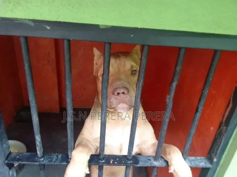American Bully Puppy