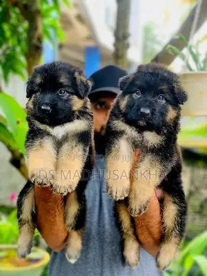 German Shepherd Long Coat Puppies