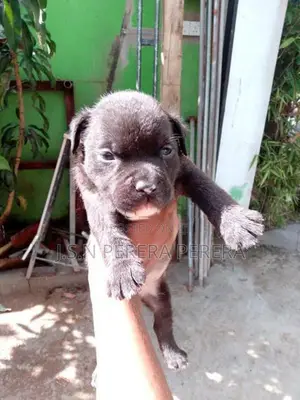American Bully Puppy