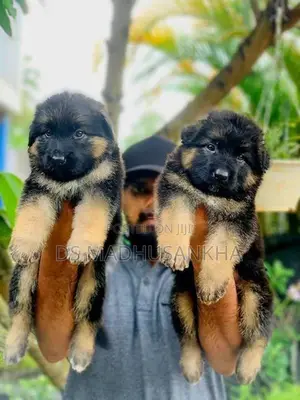 German Shepherd Long Coat Puppies