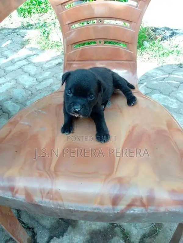 American Bully Puppy