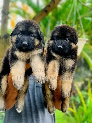 German Shepherd Long Coat Puppies