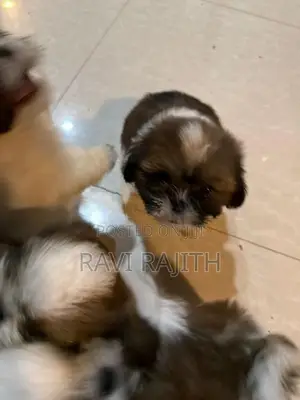 Shih Tzu Puppies
