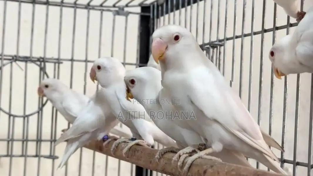 Albino Love Birds