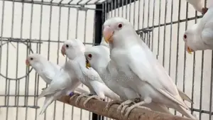 Albino Love Birds