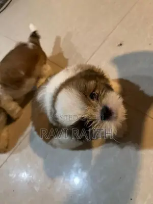 Shih Tzu Puppies