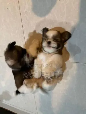 Shih Tzu Puppies