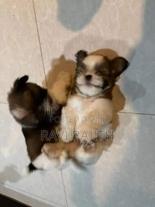Shih Tzu Puppies