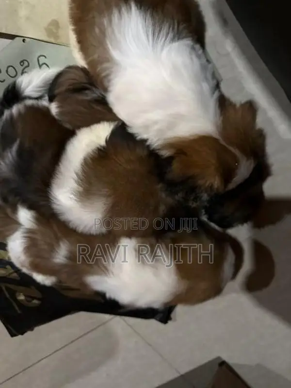 Shih Tzu Puppies