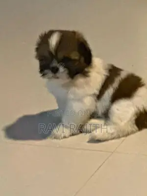 Shih Tzu Puppies