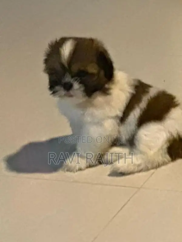 Shih Tzu Puppies