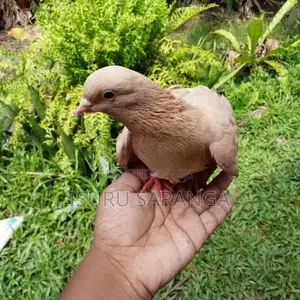 Pigeons