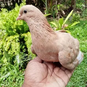 Pigeons