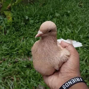 Pigeons