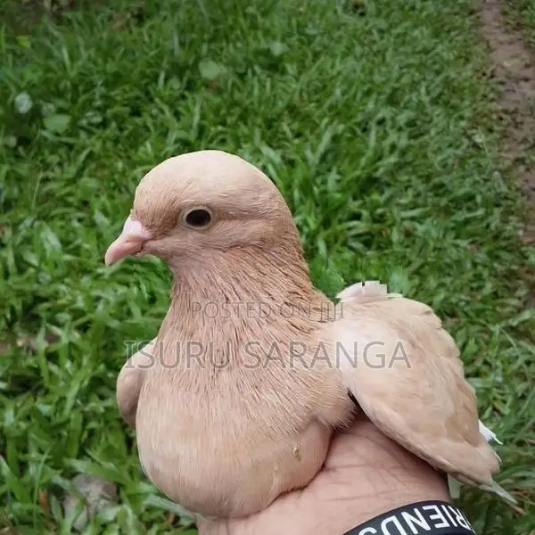 Pigeons