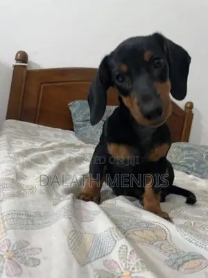 Dashound Puppy