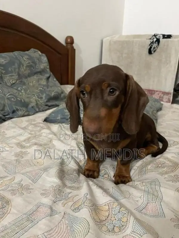 Dashound Puppy