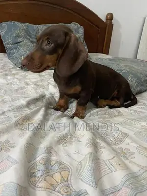 Dashound Puppy